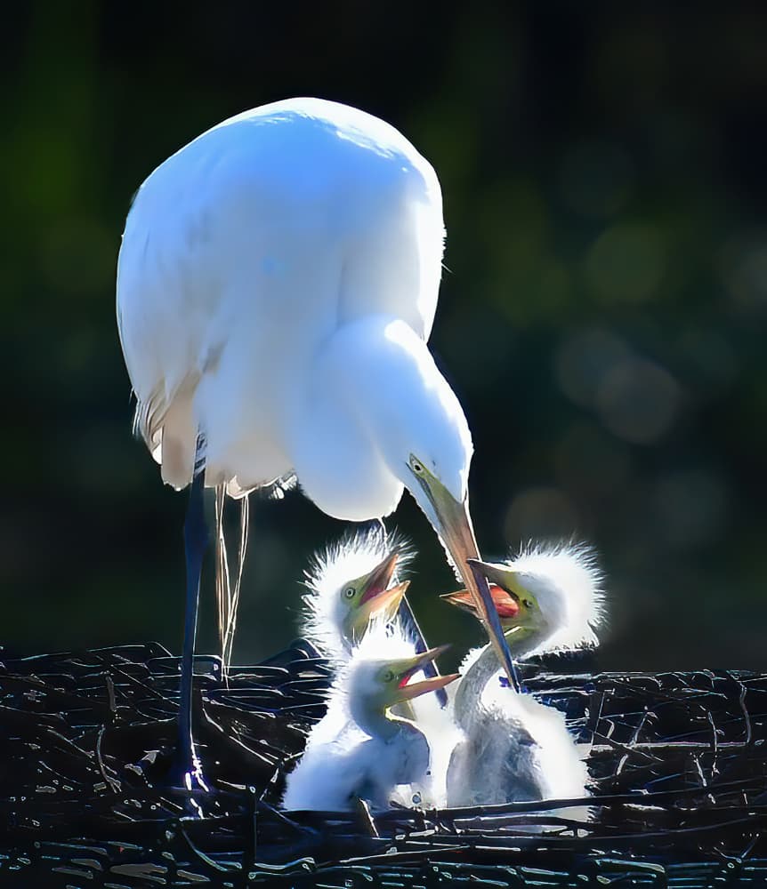Egret Family Feeding by Yun Gong — canvas wall art