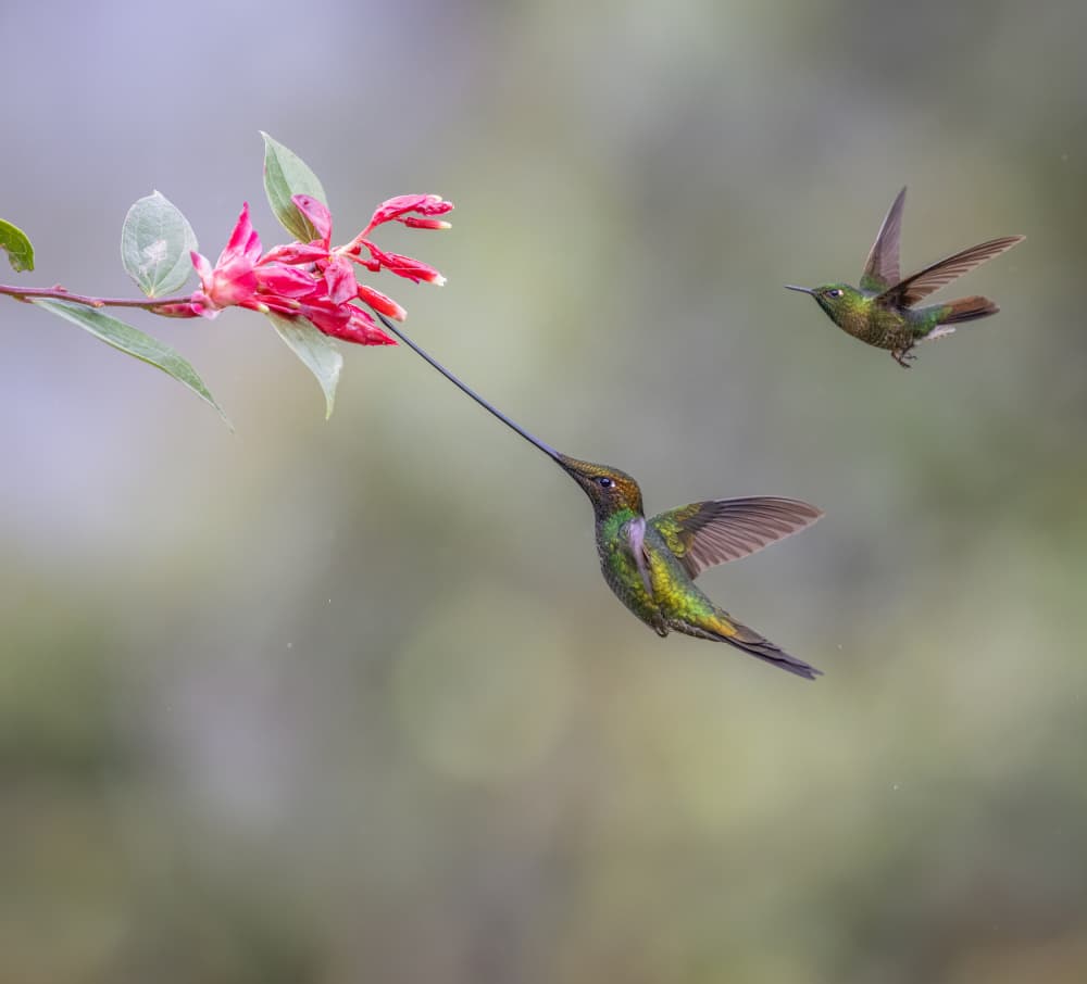 Two Hummingbirds Feeding by Eugene Zhu — canvas wall art