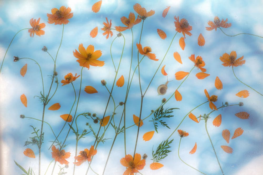 Dreamy Orange Cosmos by Miharu † — canvas wall art