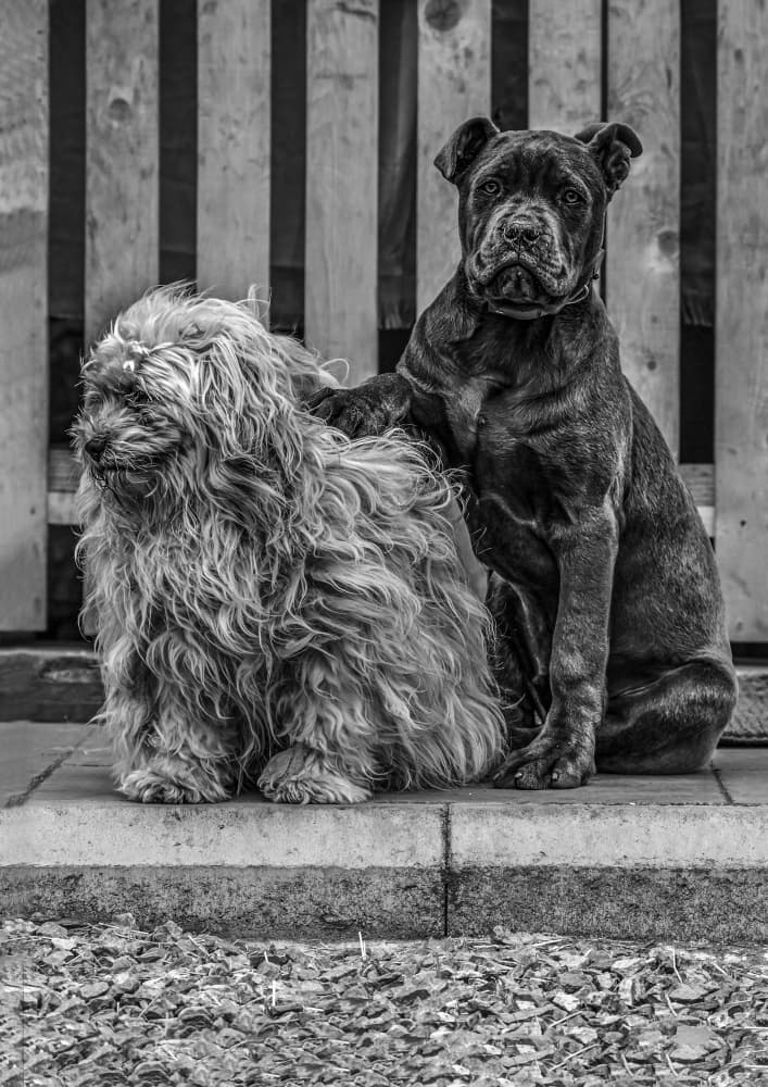 Best Dog Friends by Oana Vasileniuc — canvas wall art