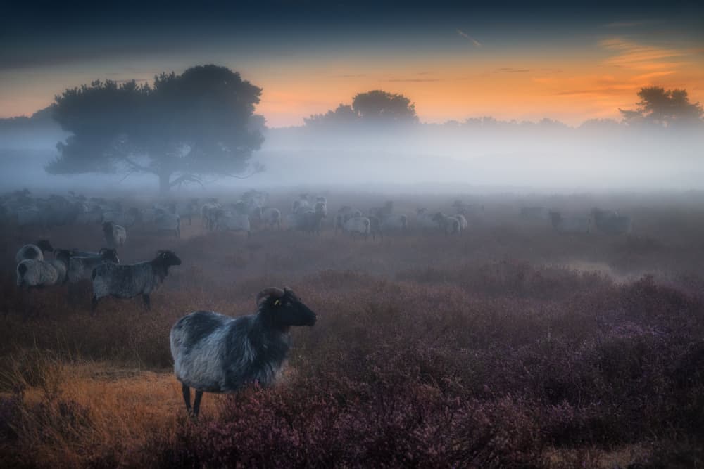 "BORN IN THE FOG" by Adam Pachula — canvas wall art