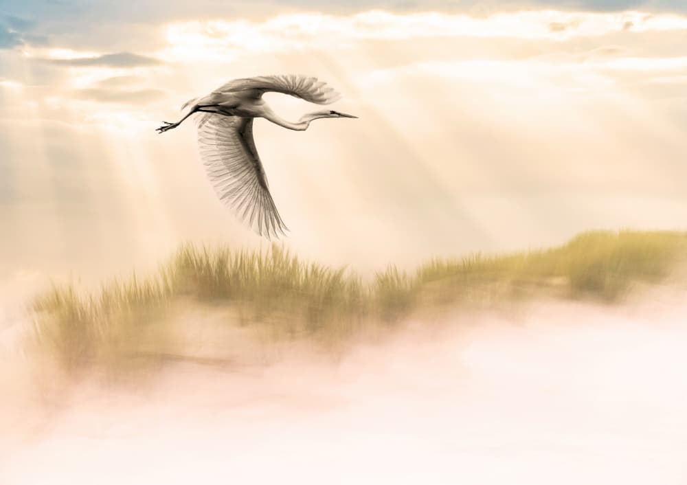 Heron Soaring Golden Mist by אייל בר אור • Eyal Bar Or — canvas wall art