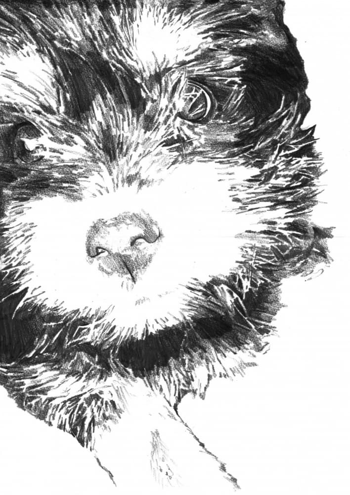 Fluffy Puppy Face by Kulik — canvas wall art