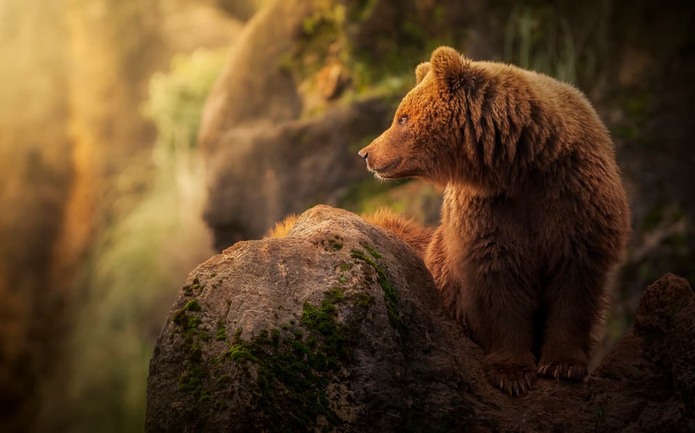 Grizzly In Golden Light by Sergio Saavedra Ruiz — canvas wall art