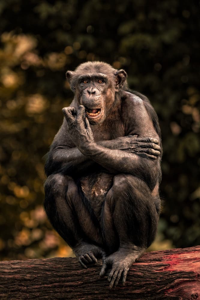 Pensive Chimp Portrait by TWEE LIANG WONG — canvas wall art