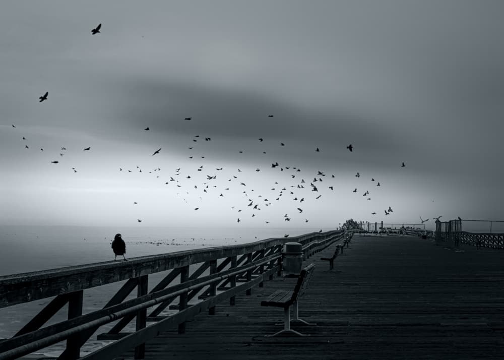 Moody Pier Birds by Melinda Li — canvas wall art