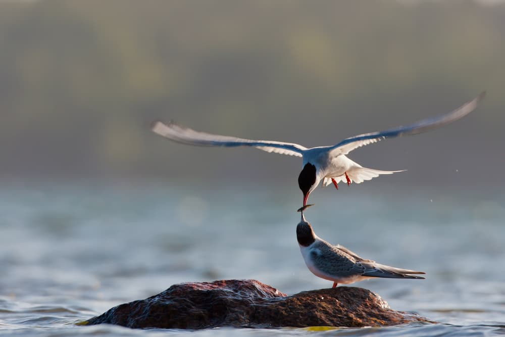 Parent Tern Feeds Chick by Magnus Renmyr — canvas wall art