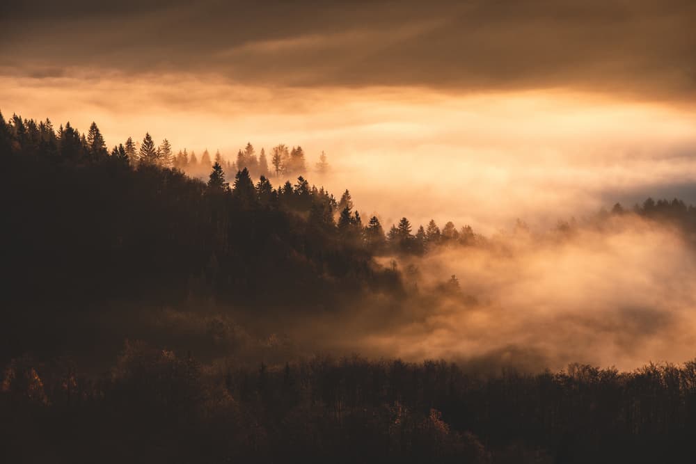 Golden Forest Fog by Jakob Remar — canvas wall art