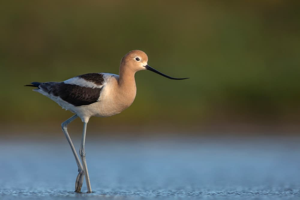 Elegant Avocet Wading by Greg Barsh — canvas wall art