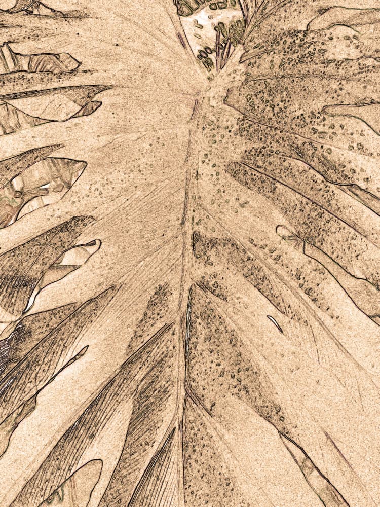 Sepia Botanical Sketch by Santhosh ch — canvas wall art