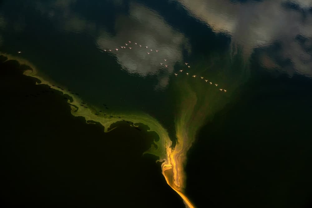 Flamingos Over Abstract Water by MIN LI — canvas wall art