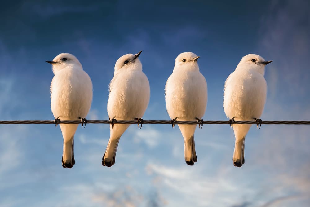 White Birds on a Wire by Chechi Peinado — canvas wall art