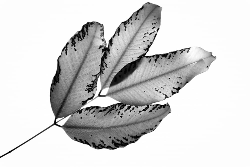 Monochrome Leaf Study by Tal Paz-Fridman — canvas wall art