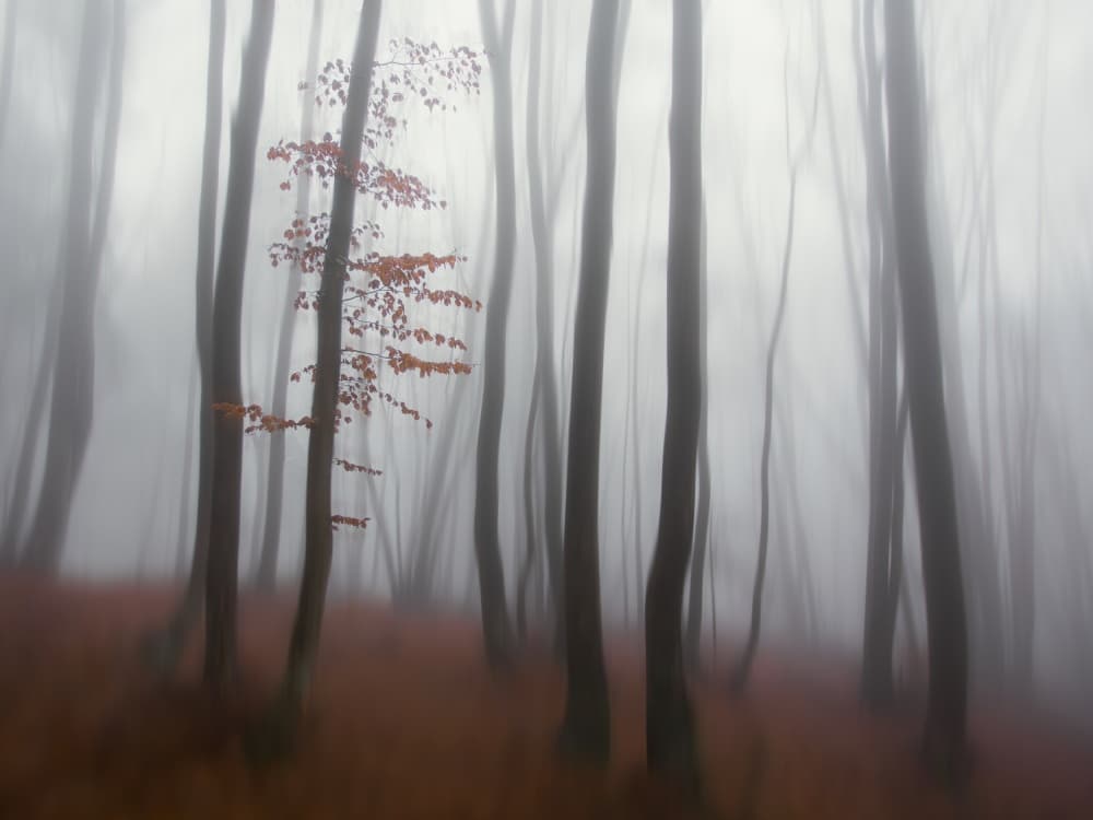 Misty Autumn Forest by Michel Manzoni — canvas wall art