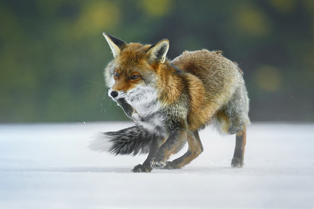 Swift Winter Catch by Michaela Firešová — canvas wall art