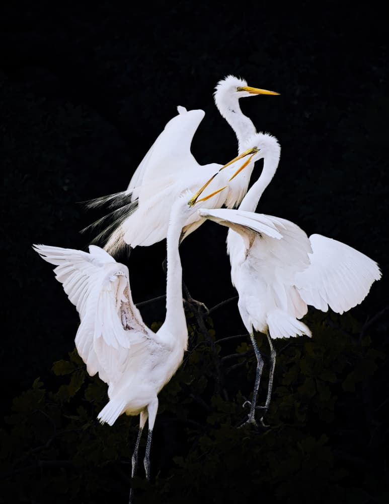 Elegant Egrets Interacting by Zhijian Wu — canvas wall art
