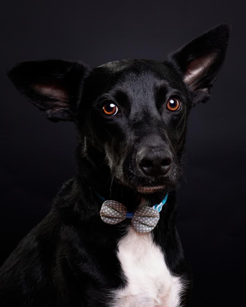 Charming Dog with Bowtie by Javier del Puerto Photography — canvas wall art
