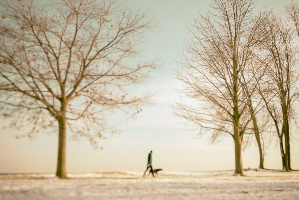 Winter Walk With Dog by Cindy Liu — canvas wall art