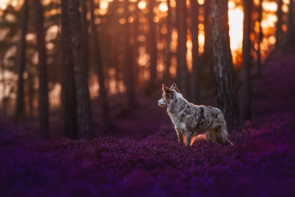 Purple Heather Dog by Ve Shandor — canvas wall art