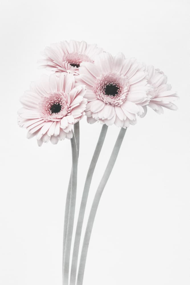 Soft Pink Gerberas by Pictufy Studio III — canvas wall art