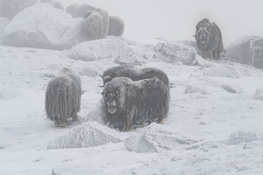 Frosty Musk Oxen Herd by Roberto Marchegiani — canvas wall art