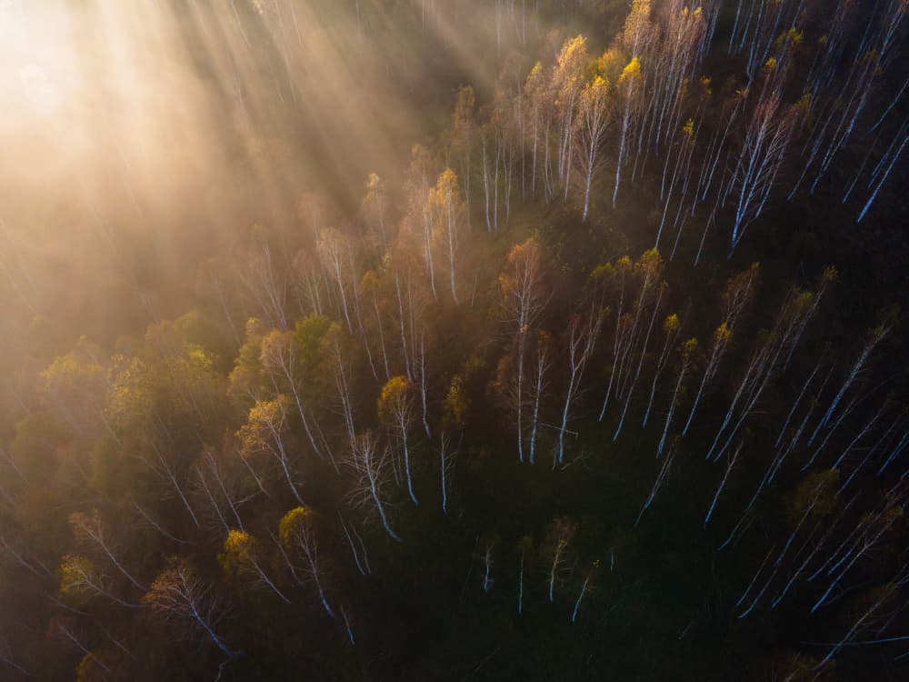 Misty Morning Forest Light by Ovidiu Satmari — canvas wall art