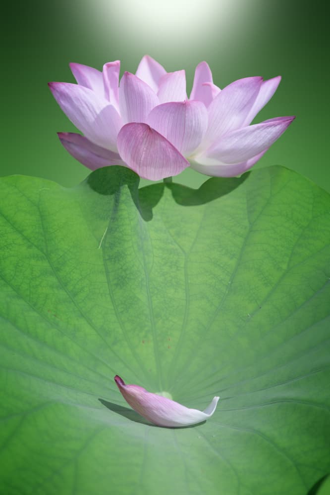 Pink Lotus Serenity by Takashi Suzuki — canvas wall art