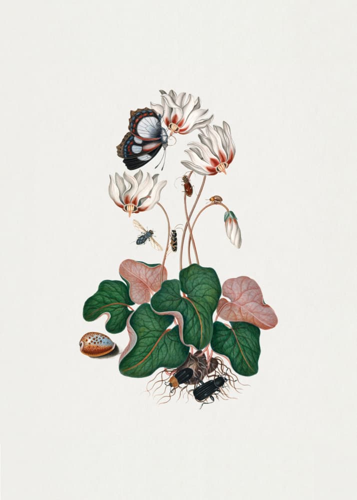 Cyclamen by James Bolton — canvas wall art
