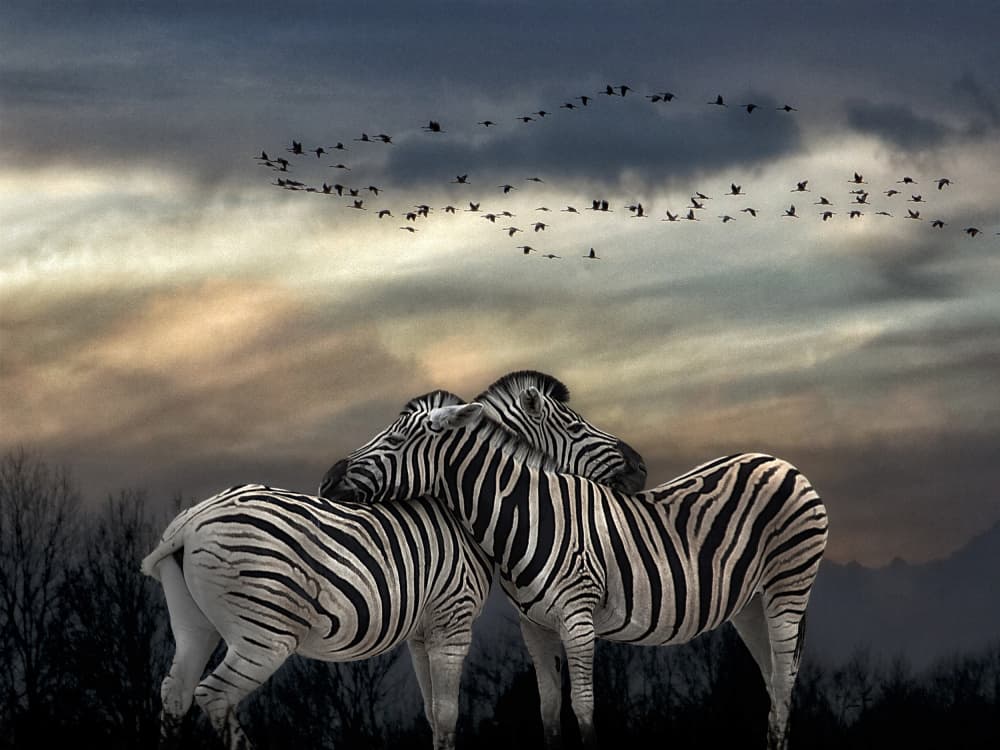Zebras Embrace Twilight by Jan Donckers — canvas wall art