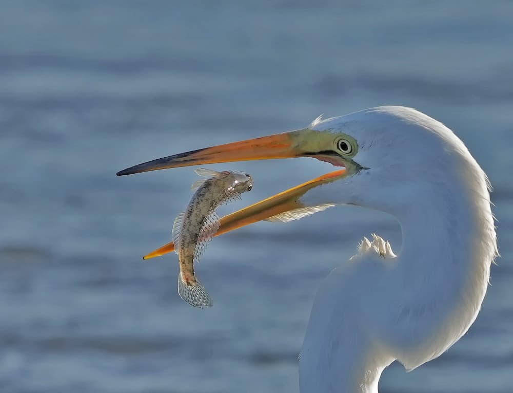 White Egret Catches Fish by Xiaojian Huang — canvas wall art