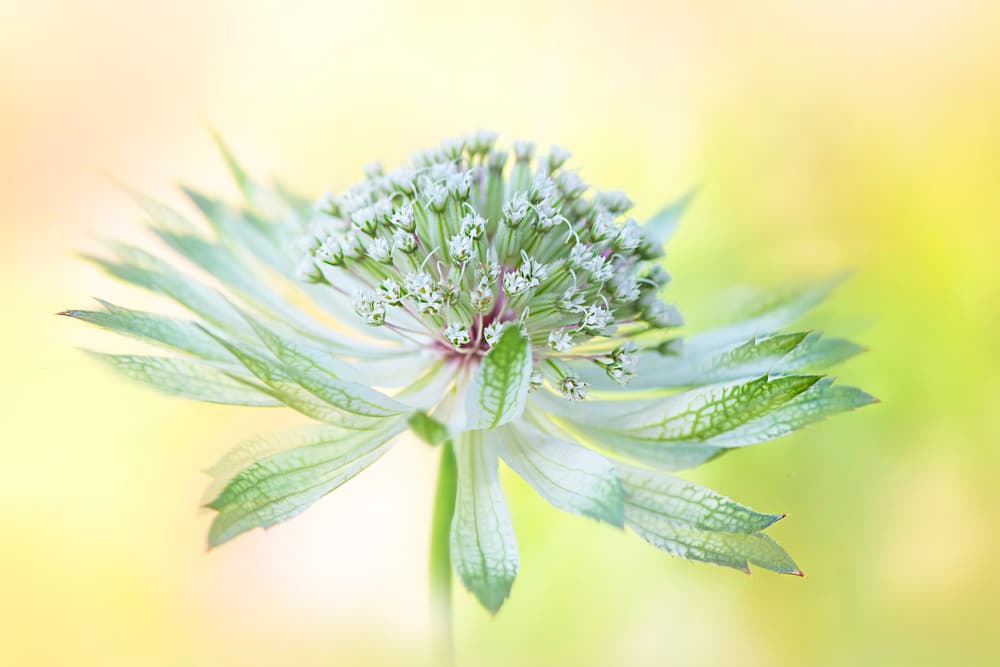 Delicate Green Bloom by Jacky Parker — canvas wall art