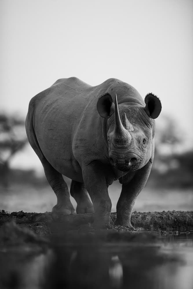Majestic Black Rhino by Johan Enslin — canvas wall art