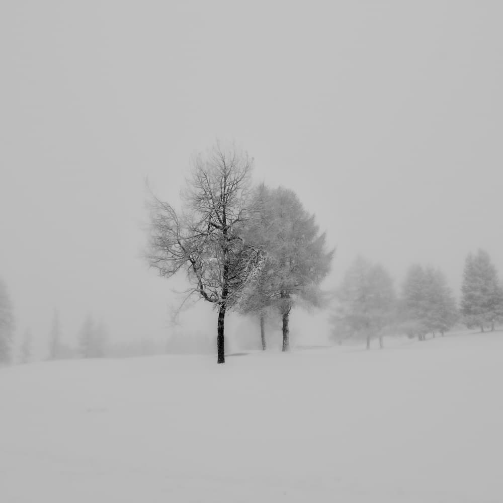 Misty Winter Trees by VéroniqueS — canvas wall art