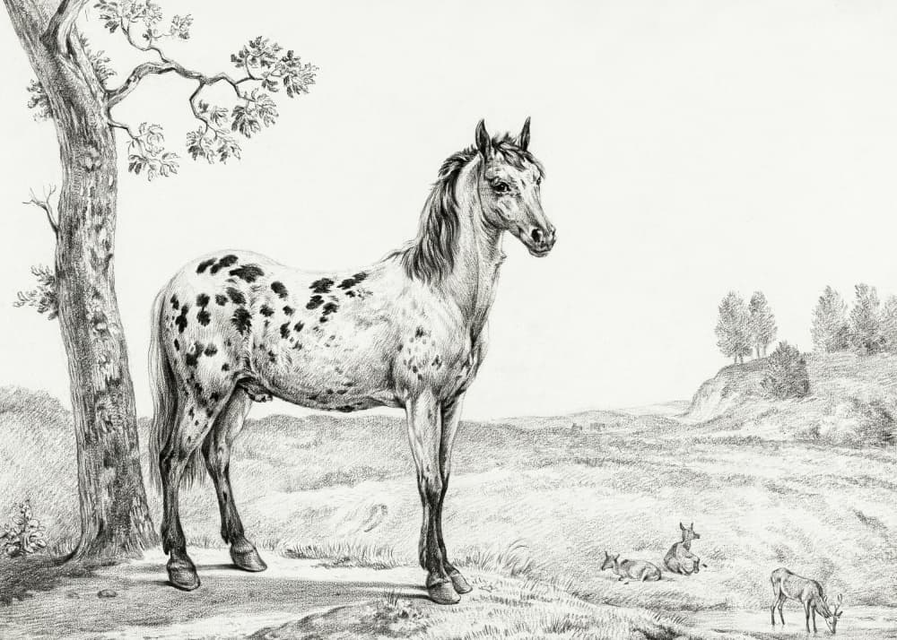 Standing Mottled Horse
