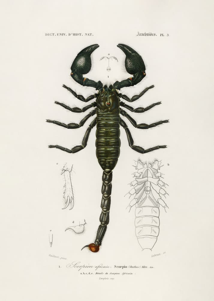 The Emperor Scorpion by Charles Dessalines D Orbigny — canvas wall art