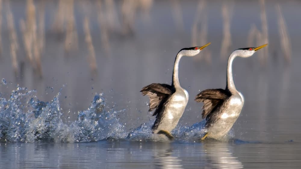 Western Grebes Water Run by Andrew J. Lee — canvas wall art
