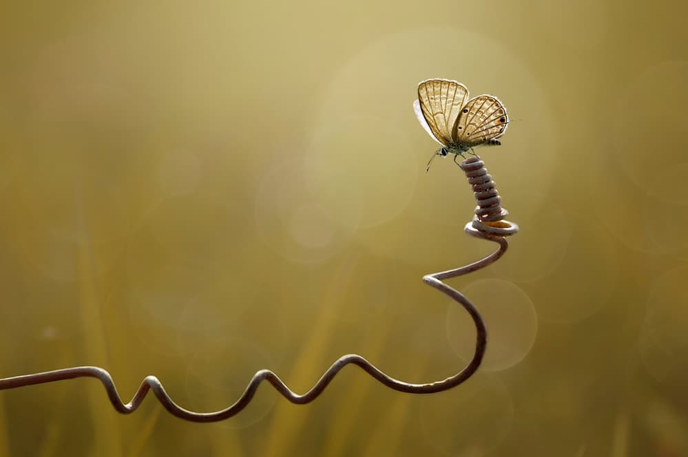 Golden Butterfly Perch by Edy Pamungkas — canvas wall art