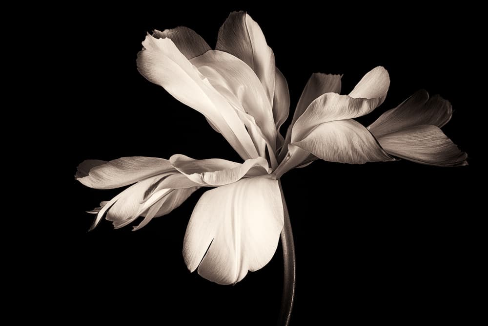 Sepia Tulip Bloom by Penny Myles — canvas wall art