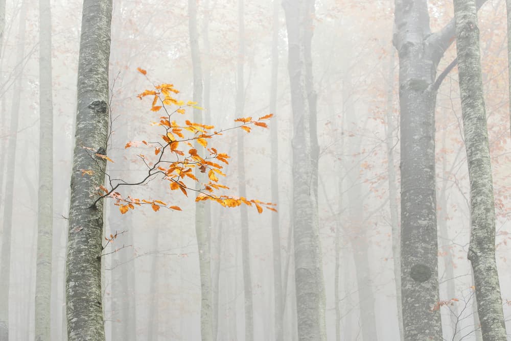 Orange Leaves Misty Forest by Aglioni Simone — canvas wall art