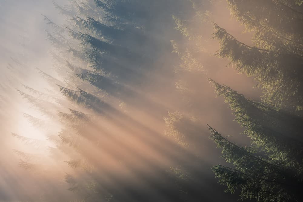 Misty Forest Sunbeams by Adrian Popan — canvas wall art