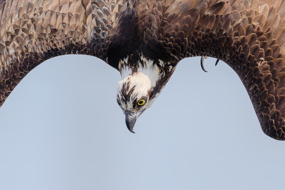 Osprey Diving Down by Johnny Chen — canvas wall art