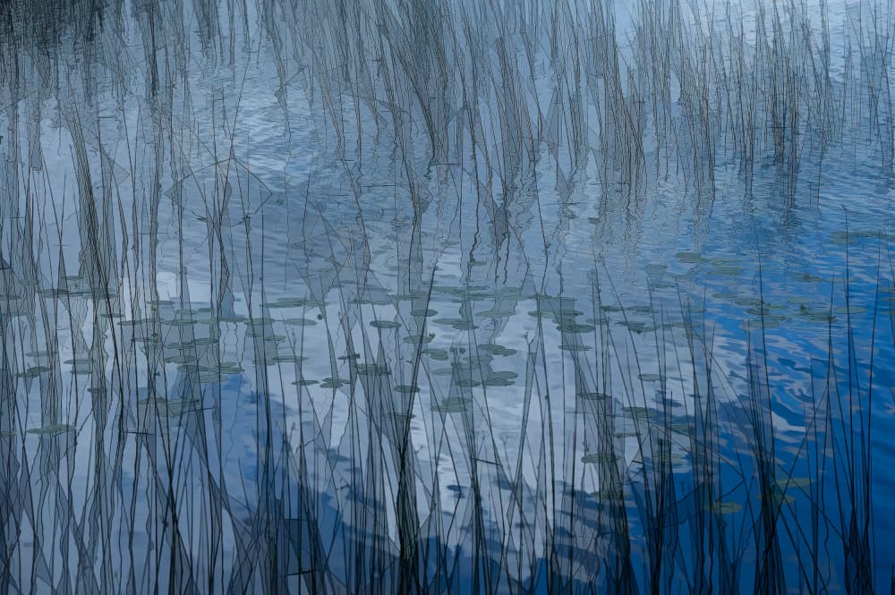 Blue Water Reeds by Ina Bouhuijzen — canvas wall art
