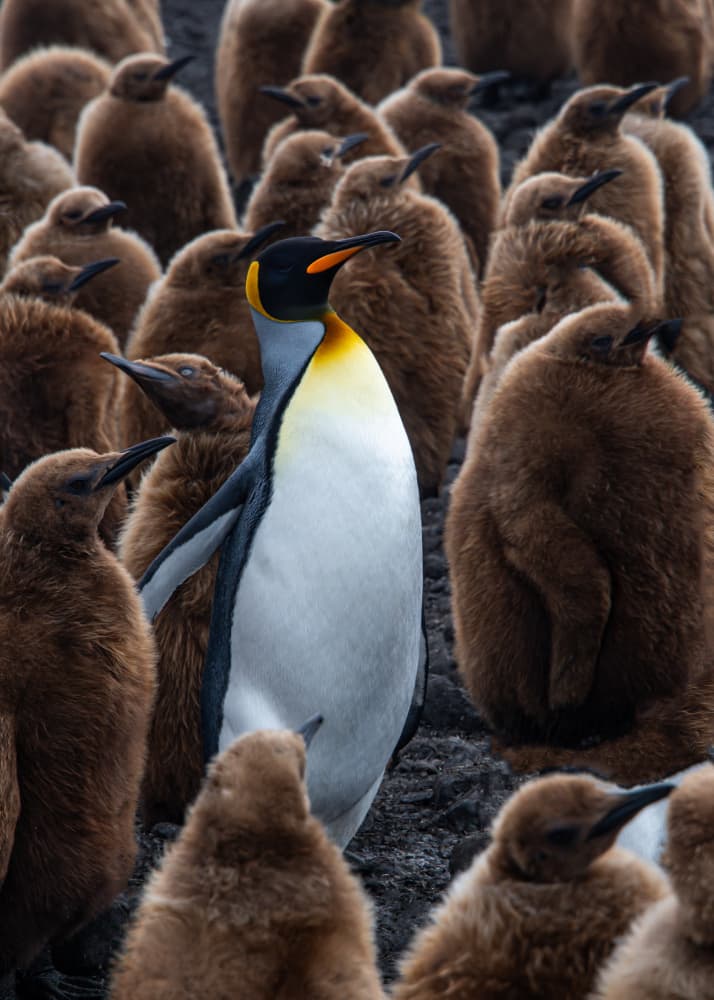 King Penguin and Chicks by Jimmy Yang — canvas wall art
