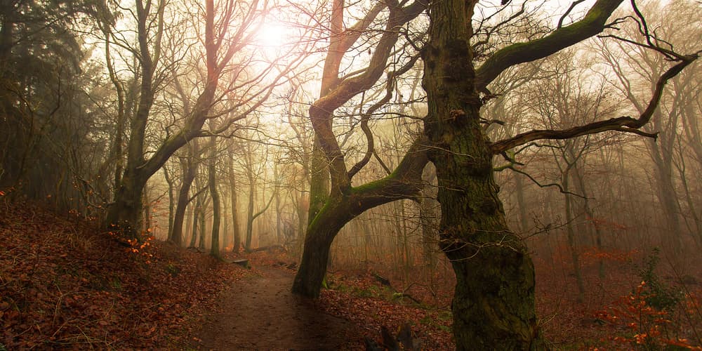 Misty Forest Path by Leif Løndal — canvas wall art