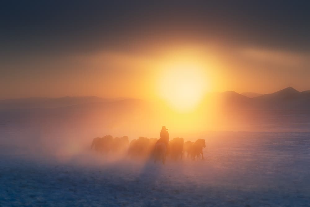 Golden Horses Sunrise by Bingo Z — canvas wall art