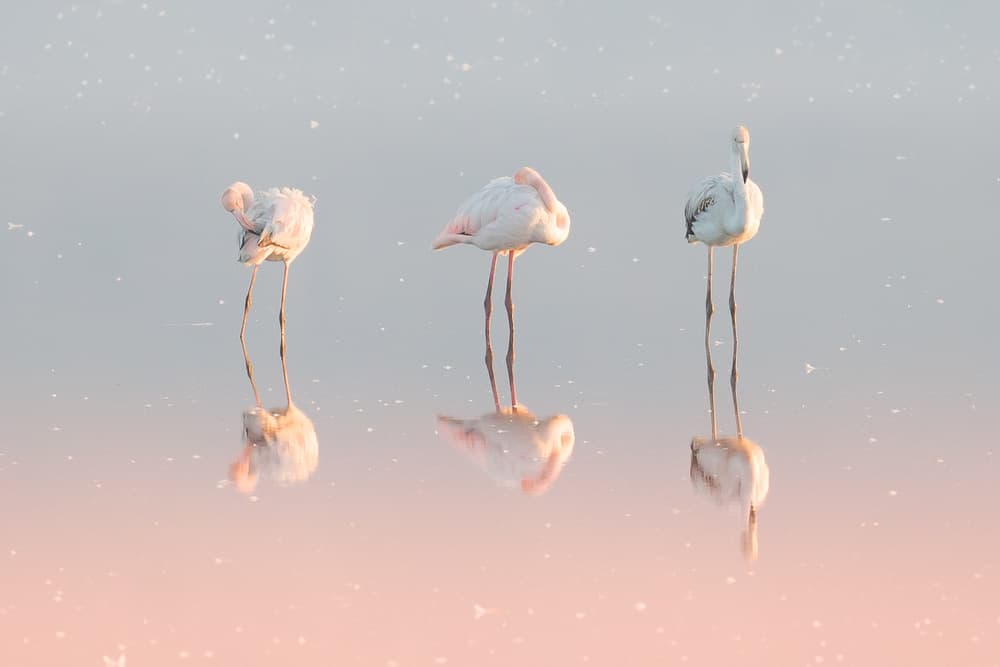 Serene Flamingo Reflections by Natalia Rublina — canvas wall art
