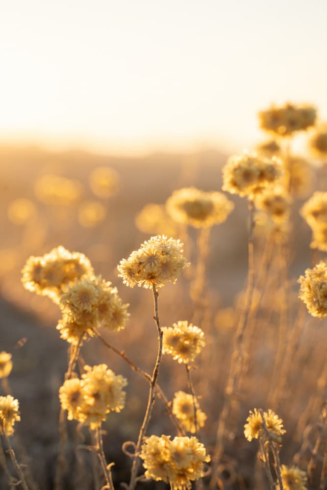 Sunlit Wildflowers by Henrike Schenk — canvas wall art
