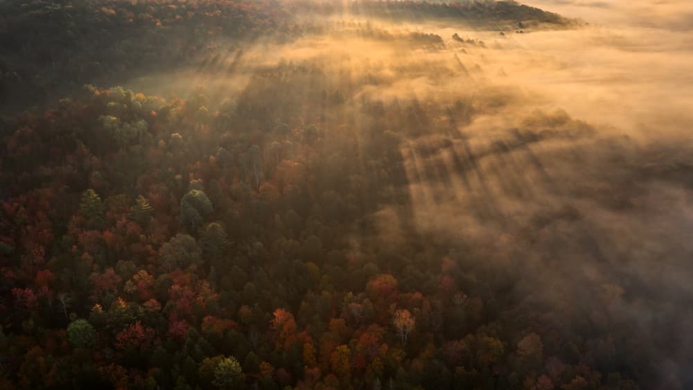 Autumn Forest Sun Rays by John Fan — canvas wall art