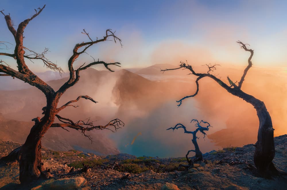 Golden Volcano Trees by ANNA AN — canvas wall art