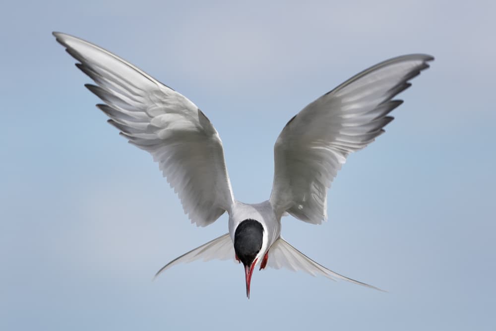 Arctic Tern Dive by fegari — canvas wall art